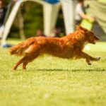 Dog running in dog run in RV park