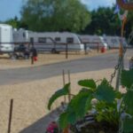 Close up of a strawberry plant with a out of focus campsite behind