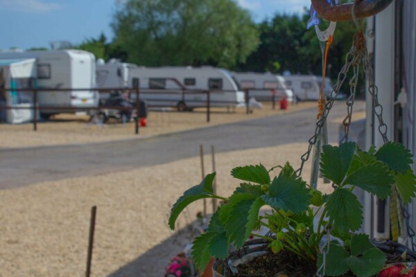 Close up of a strawberry plant with a out of focus campsite behind