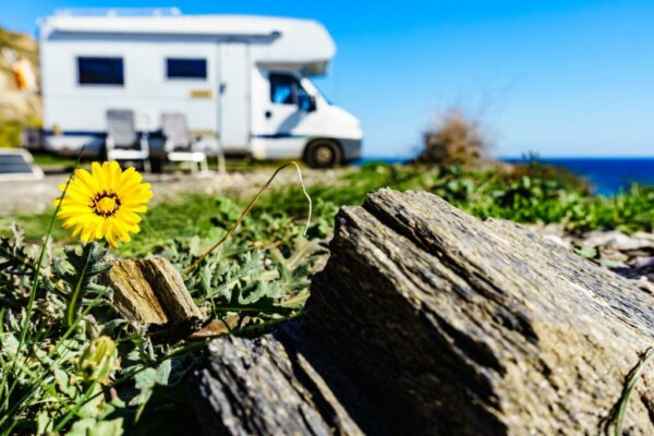 Spring flower in RV park