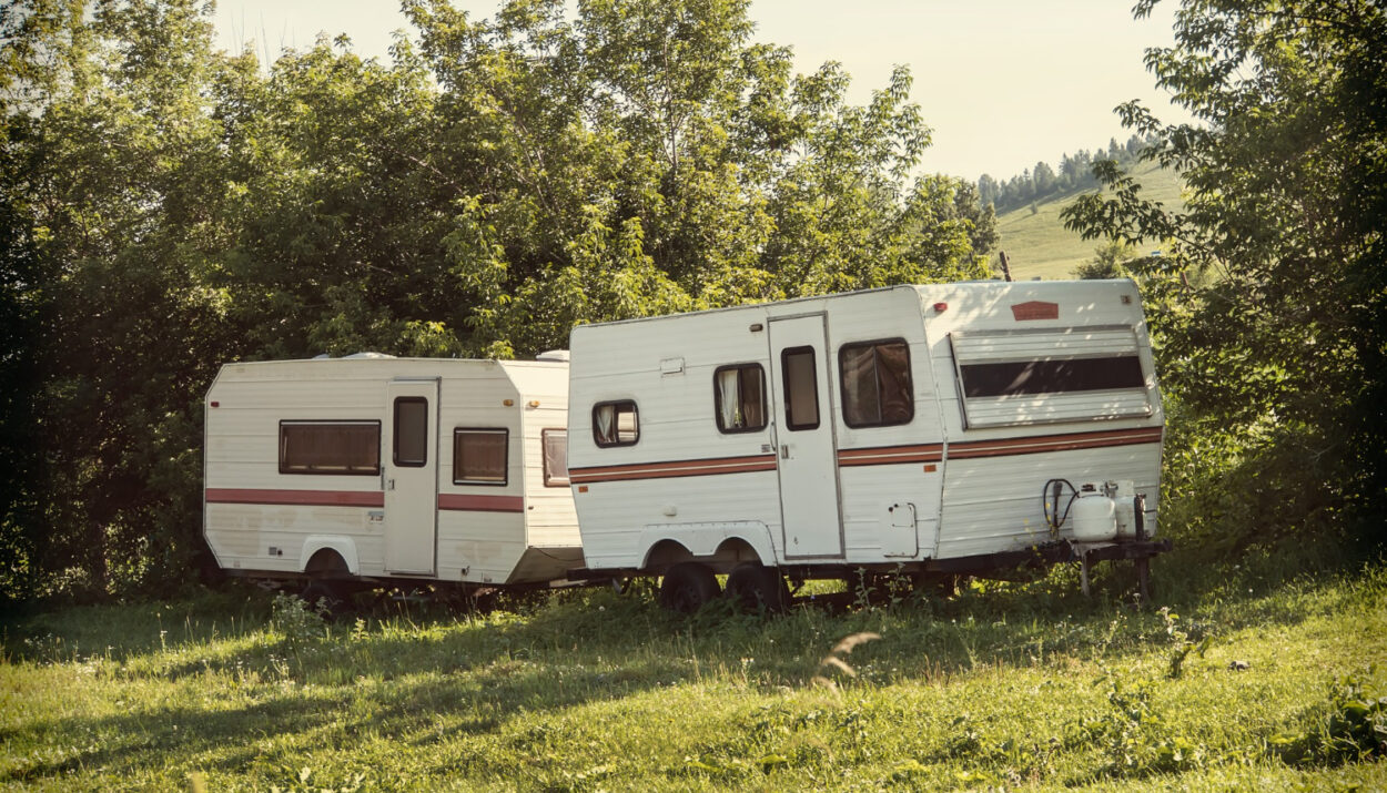 A group of white with brown stripes campgrounds in the forest