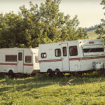 A group of white with brown stripes campgrounds in the forest