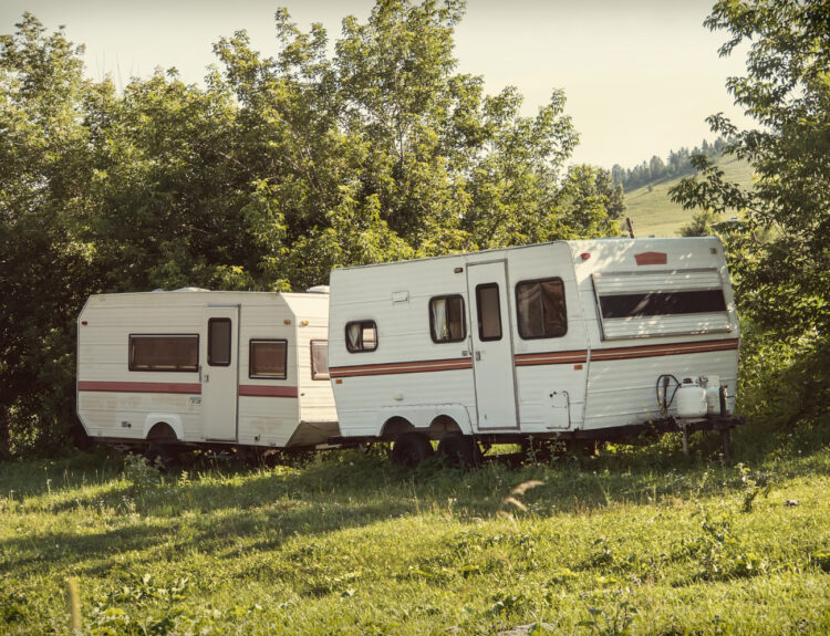 A group of white with brown stripes campgrounds in the forest