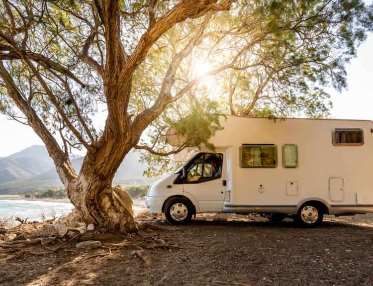 white camper next to a tree in nature