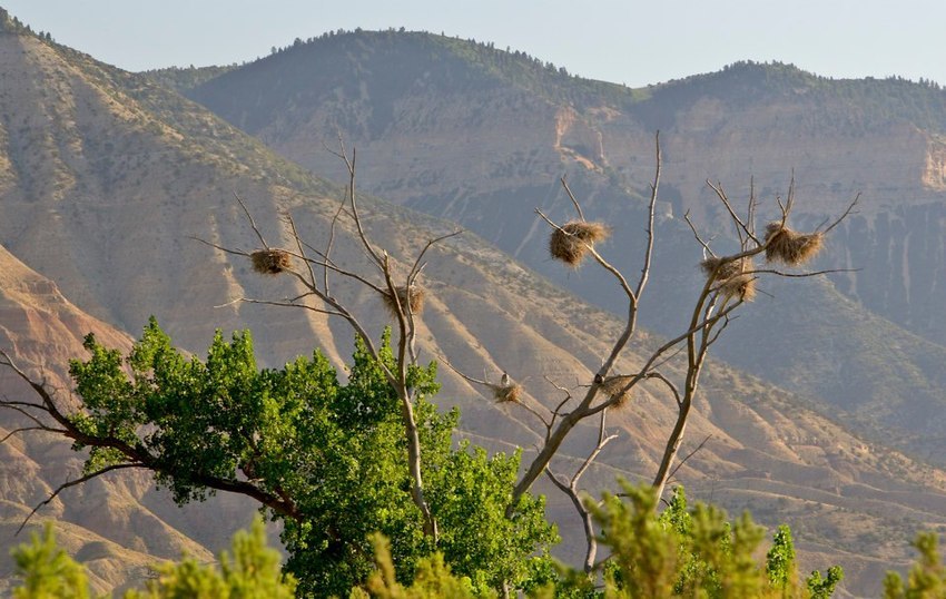 Battlement Mesa Rv Park Parachute Co 2