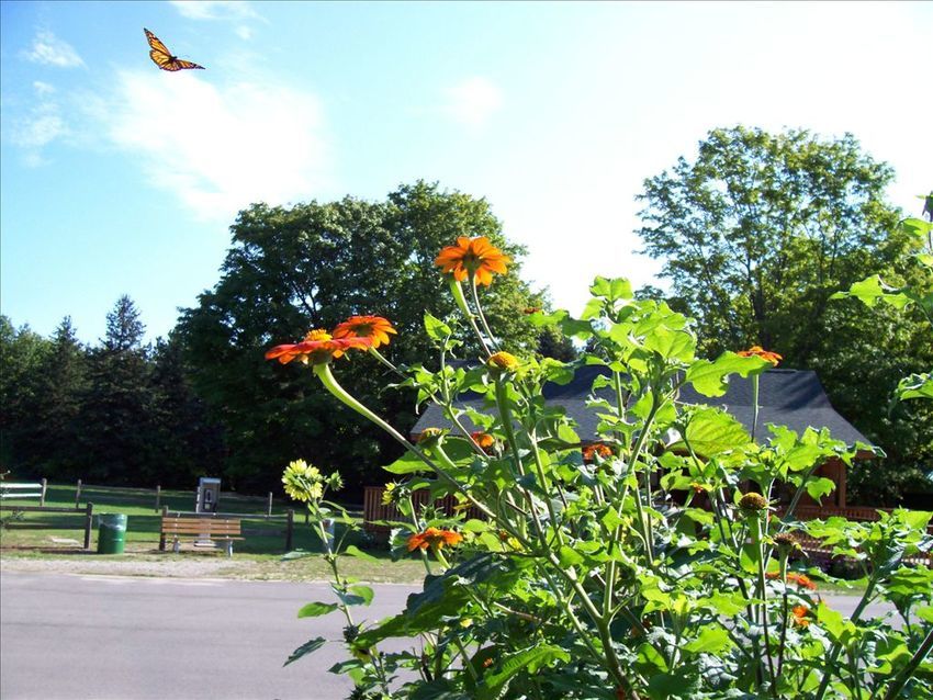 Antrim County Barnes Park Campground Eastport Mi 1