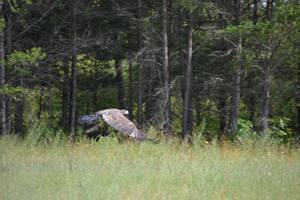 Deer trail park clearance campground