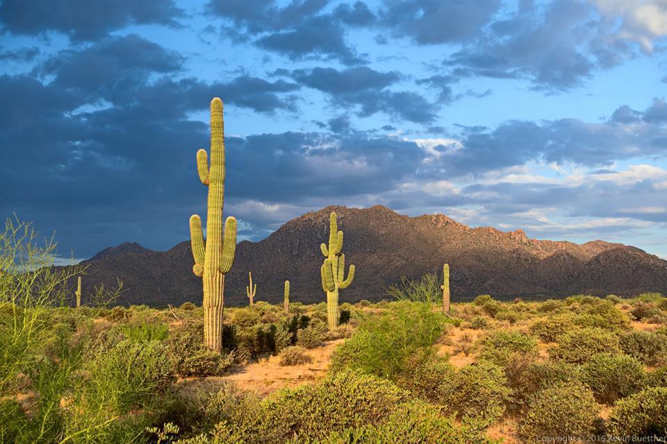 Escape To The Desert Oasis: McDowell Mountain Regional Park, Arizona