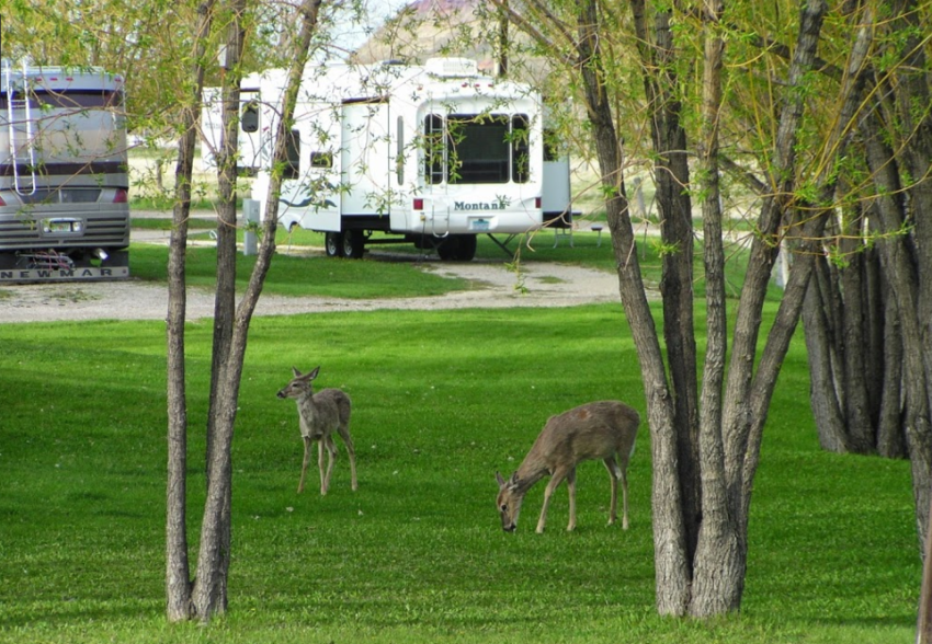 Deer Park Campground Buffalo Wy 3