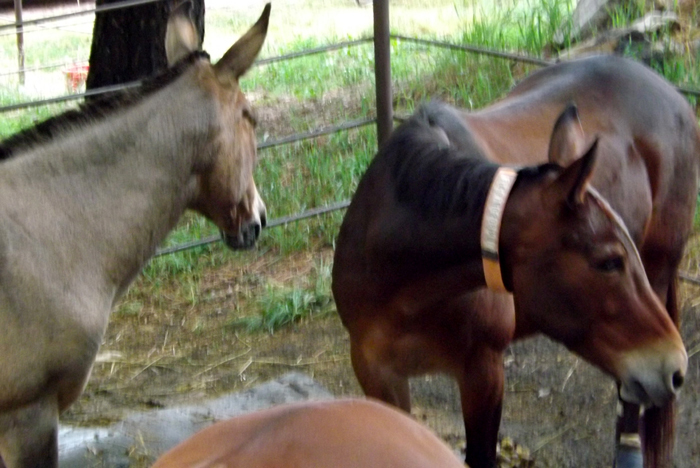 Elk Haven Horse Camp Keystone Sd 5