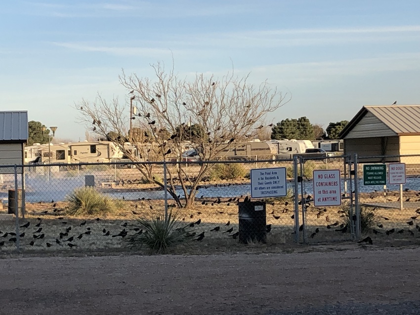 Mesquite Oasis Rv Park Odessa Tx 7