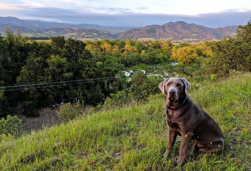 Wildhaven Sonoma Rv Park   Glamping Resort Healdsburg Ca 15