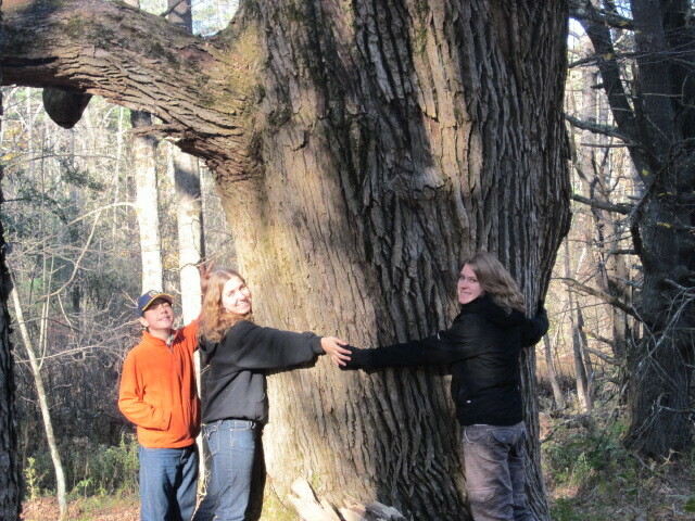 Beaver Valley Tree