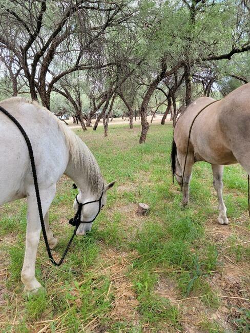 Lady Lottie Roping Camp Wickenburg Az 0