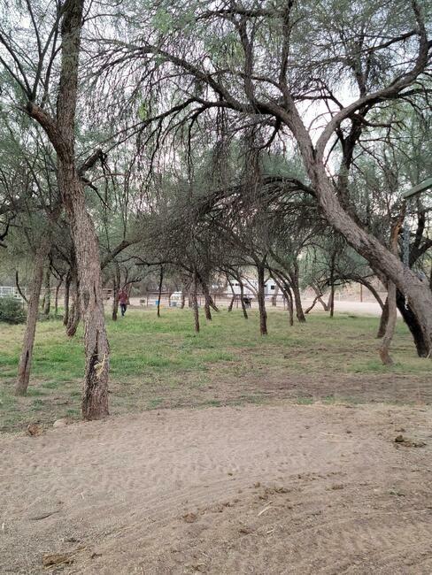 Lady Lottie Roping Camp Wickenburg Az 5