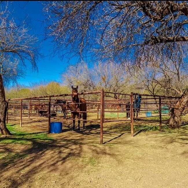 Lady Lottie Roping Camp Wickenburg Az 6