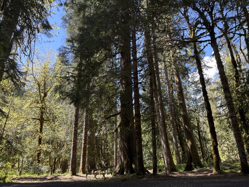 Big Cedars Campground Willard Wa 6