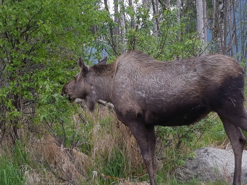 Moose  Feeding In The Campgrouind