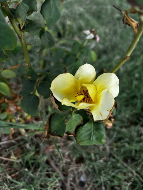 Mountain Meadows roses