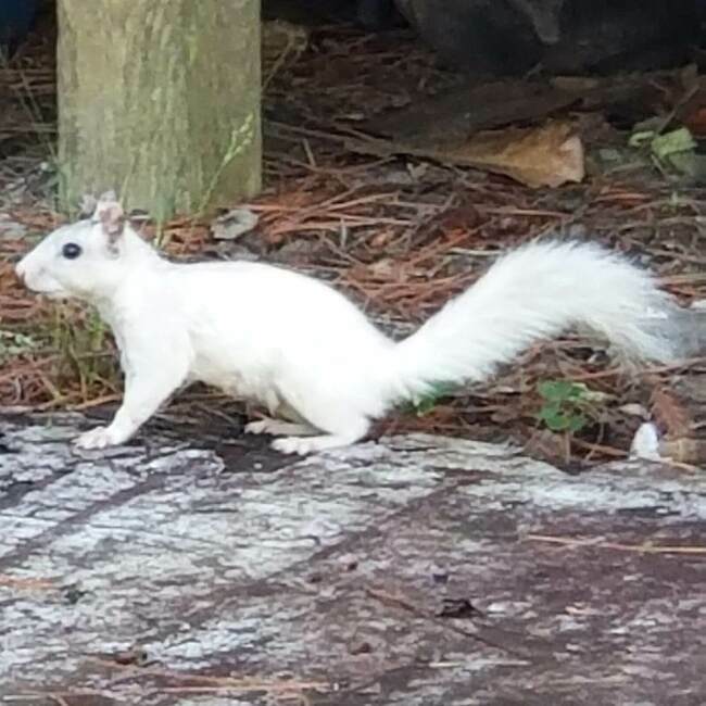 Whippoorwill White Squirrel