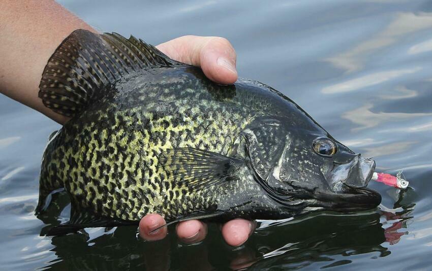 Black Crappie 1024x643 K