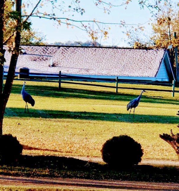 Sand Hill Cranes